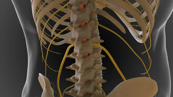 Bony Skeleton Divided Parts Axial Skeleton Appendicular Skeleton Illustration — Stock Photo, Image