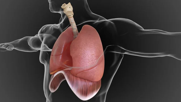 human lungs and respiratory system allow oxygen in the air to be taken into the body 3D illustration