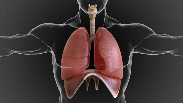 human lungs and respiratory system allow oxygen in the air to be taken into the body 3D illustration