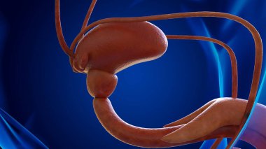 Tıbbi konsept 3 boyutlu illüstrasyon için insan idrar kesesi anatomisi