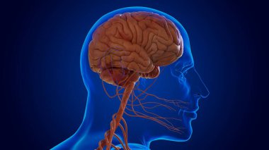 Sinir sistemi beyin, omurilik ve üç boyutlu sinir sisteminden oluşan karmaşık bir ağı içerir.