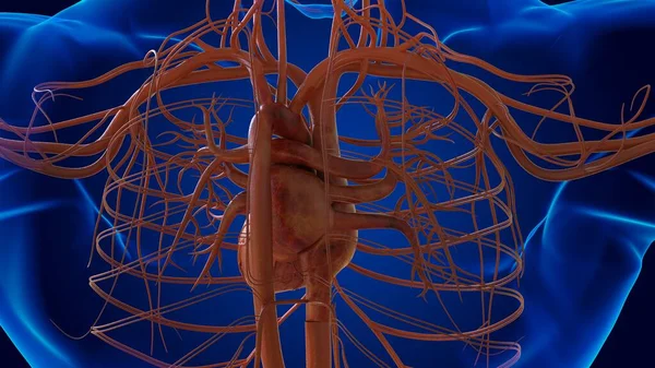 human heart damaged internal organ for medical concept 3D illustration