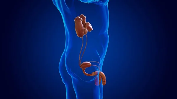 Damaged Male Reproductive System Kidney Organ Anatomy Medical Concept Illustration — Stock Photo, Image