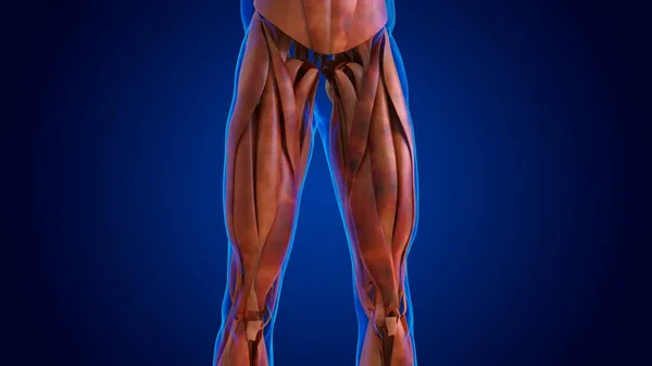 Human Damage Muscle Anatomy Medical Concept Illustration — Stock Photo, Image