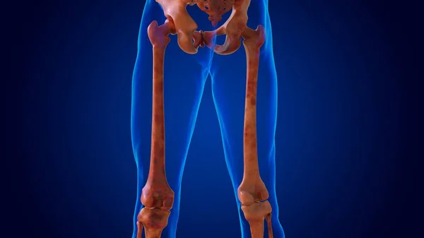 Human Damage Skeleton All Bones Medical Concept Illustration — Stock Photo, Image