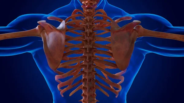 医学的概念のための人間の損傷骨格3Dイラスト — ストック写真