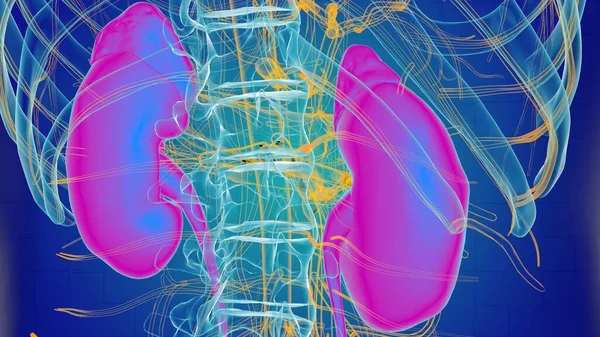 Human kidney anatomy for medical concept 3D illustration