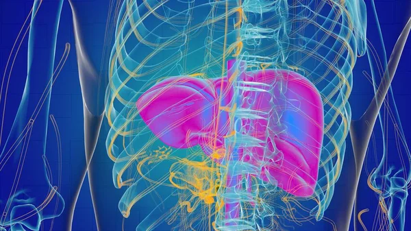 Liver anatomy for medical concept 3D illustration