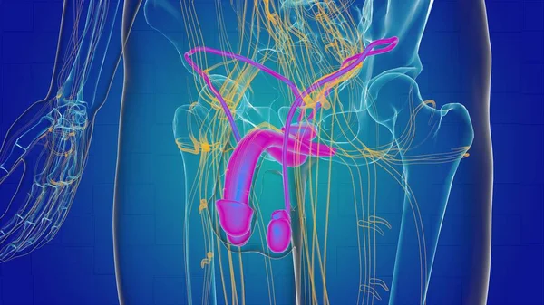 Male reproductive system anatomy for medical concept 3D illustration