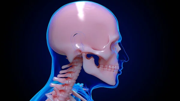 人骨解剖学的頭蓋骨骨医学的概念3Dイラスト — ストック写真