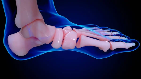 人体骨格解剖学足骨医学的概念のための3Dイラスト — ストック写真