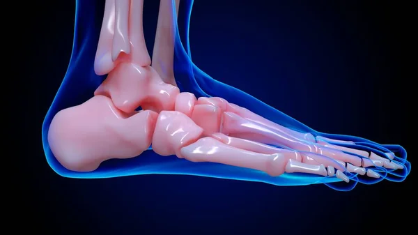 human skeleton anatomy foot bones for medical concept 3D illustration