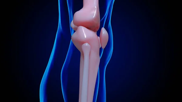 人骨解剖学膝関節骨医学的概念3Dイラスト — ストック写真