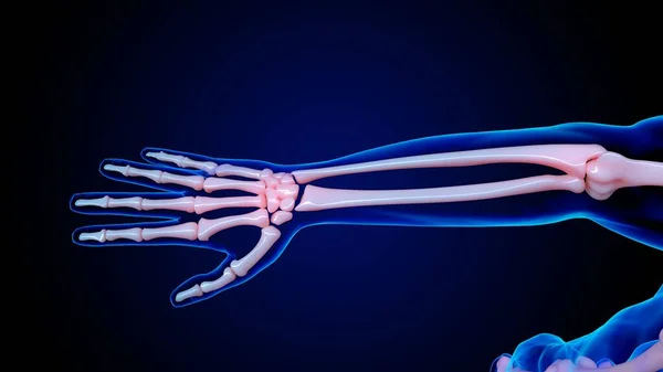 人骨解剖学手骨医学的概念のための3Dイラスト — ストック写真