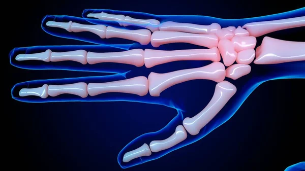 人骨解剖学手骨医学的概念のための3Dイラスト — ストック写真