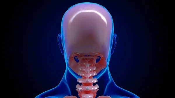 人骨解剖学的頭蓋骨骨医学的概念3Dイラスト — ストック写真