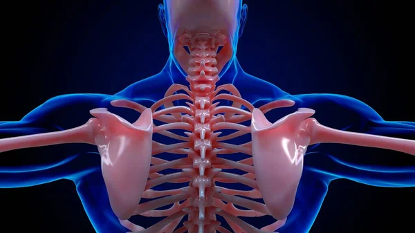 Human Skeleton Anatomy Scapula Bones Medical Concept Illustration — Stock Photo, Image