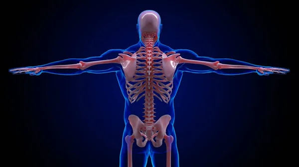 human skeleton anatomy ribs and hip bones for medical concept 3D illustration