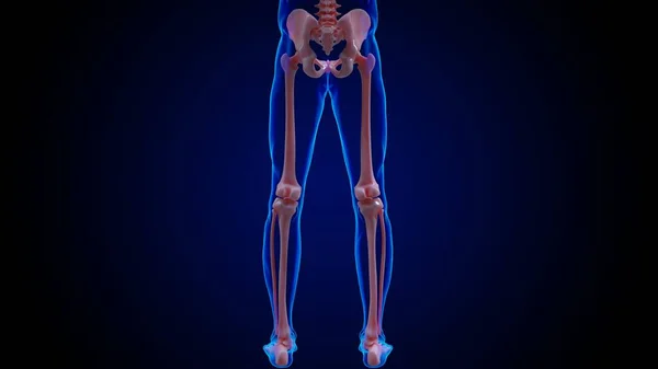 人間の骨格解剖学骨盤の女の子の骨医学的概念3Dイラスト — ストック写真