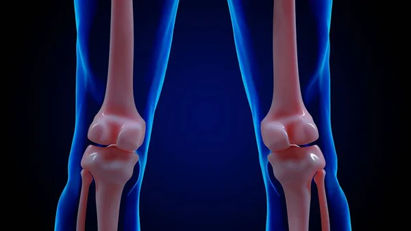 人骨解剖学膝関節骨医学的概念3Dイラスト — ストック写真