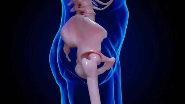 人体骨格解剖股関節骨医学的概念のための3Dイラスト — ストック写真
