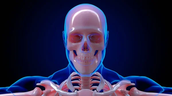 人間の骨格解剖学的頭蓋骨の医学的概念3Dイラスト — ストック写真