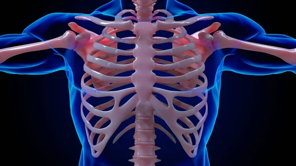 医学的概念のためのヒト骨格解剖学的肋骨骨3Dイラスト — ストック写真