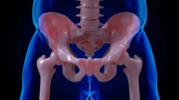 human skeleton anatomy hip bones for medical concept 3D illustration