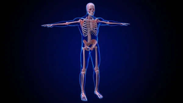 人間の骨格解剖学医学的概念のための206骨3Dイラスト — ストック写真