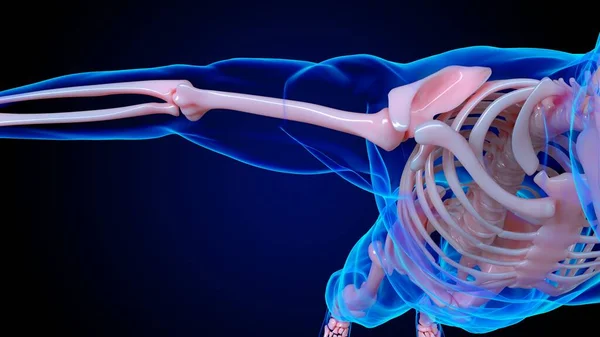 人体骨格解剖学肩関節骨医学的概念のための3Dイラスト — ストック写真