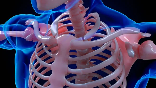 人骨解剖学医療概念用鎖骨3Dイラスト — ストック写真
