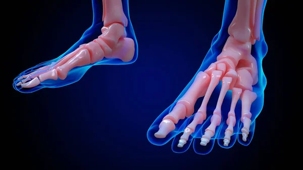 人体骨格解剖学足骨医学的概念のための3Dイラスト — ストック写真
