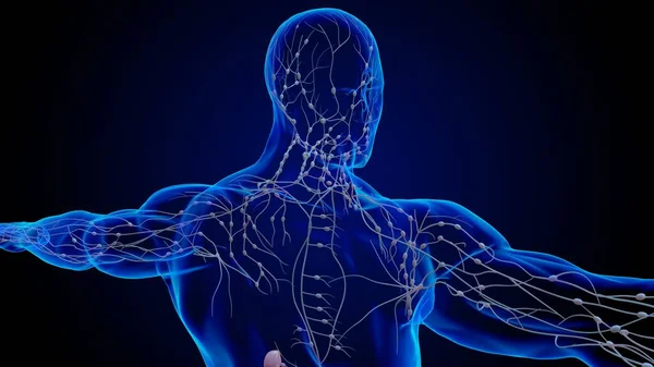 Human lymph nodes anatomy for medical concept 3D illustration