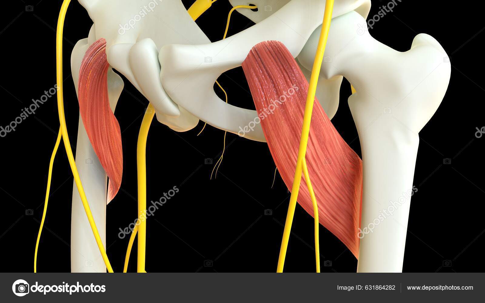 Obturator Externus Pectineus