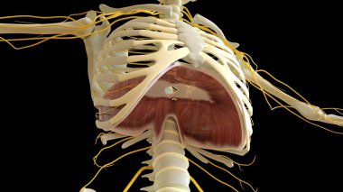 Tıbbi konsept için diyafram kas anatomisi 3 boyutlu illüstrasyon