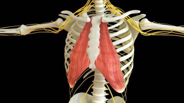 Tıbbi konsept için interkostal kas küçük anatomisi 3 boyutlu illüstrasyon