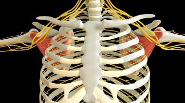 Tıbbi konsept için subscapularis kas anatomisi 3 boyutlu illüstrasyon