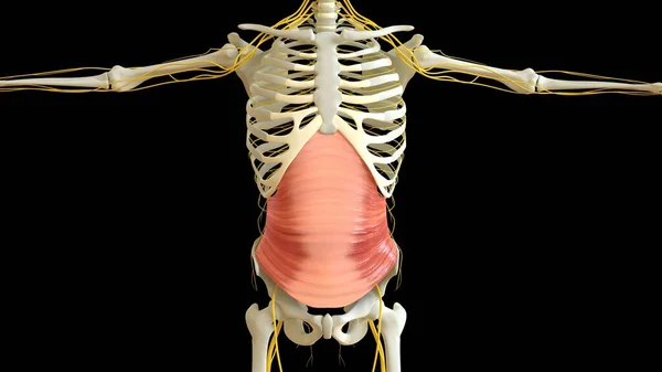 Transversus Abdominis Muscle Anatomy Für Medizinisches Konzept Illustration — Stockfoto