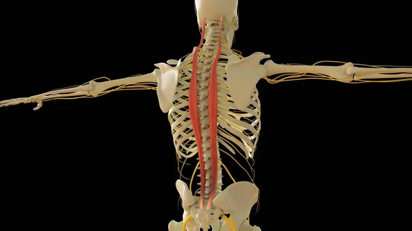 Longissimus Svalová Anatomie Pro Lékařský Koncept Ilustrace — Stock fotografie