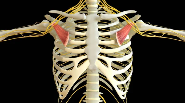 Pectoralis Minor Muscle Anatomy Medical Concept Illustration — Stock fotografie