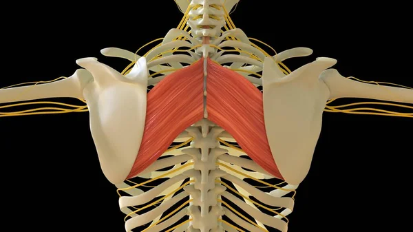Rhomboide Major Muscle Anatomie Für Medizinisches Konzept Illustration — Stockfoto
