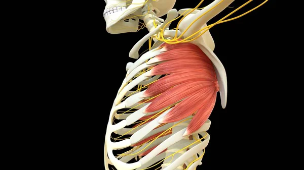 Serratus Anterior Muscle Anatomy Für Medizinisches Konzept Illustration — Stockfoto