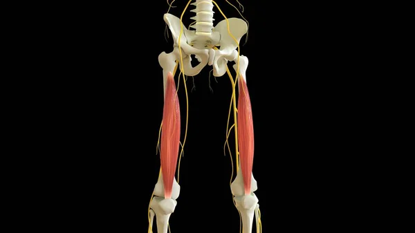Vastus Intermedius Muscle anatomy for medical concept 3D illustration
