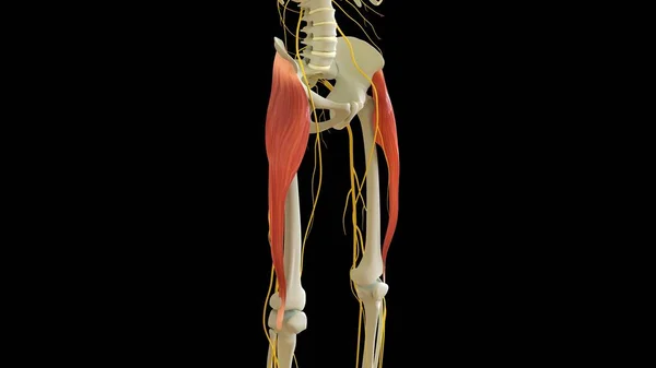 Tensor Fasciae Latae Muscle anatomy for medical concept 3D illustration