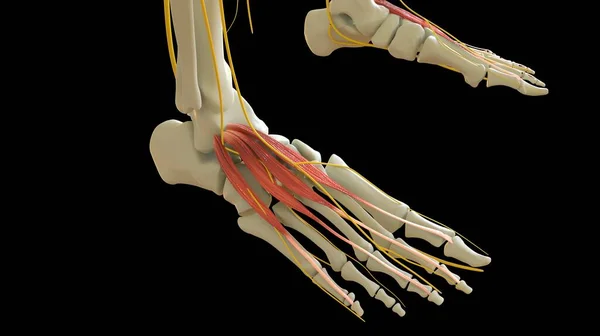 Anatomía Del Músculo Brevis Del Hallucis Del Extensor Para Ilustración —  Fotos de Stock
