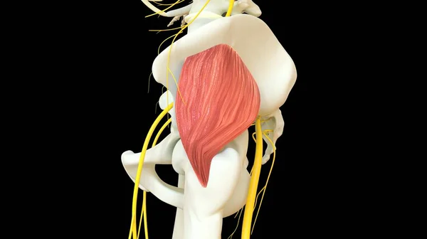 Gluteus Minimus Muscle anatomy for medical concept 3D illustration