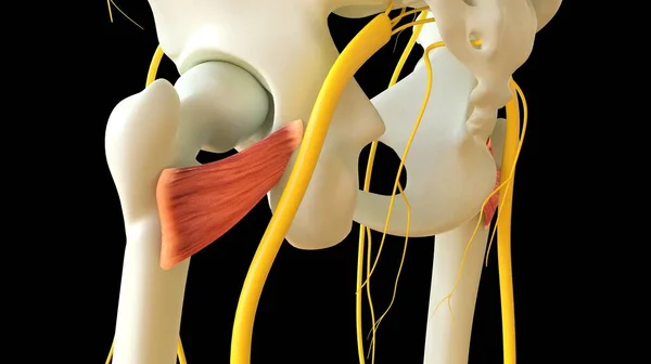 Quadriceps Femoris Muscle anatomy for medical concept 3D illustration