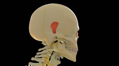 Tıbbi Konsept 3D İllüstrasyon için Üstün Auricular Kas Anatomisi