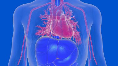 Tıbbi konsept için insan kalp dolaşım sistemi anatomisi 3 boyutlu resim