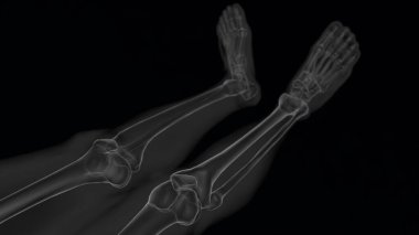 Tıbbi konsept için insan iskeleti anatomisi. Xray 3D, beyaz ve siyah kombinasyonlu.
